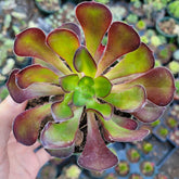 Aeonium 'Voodoo' succulent in hand, tray of succulents behind.