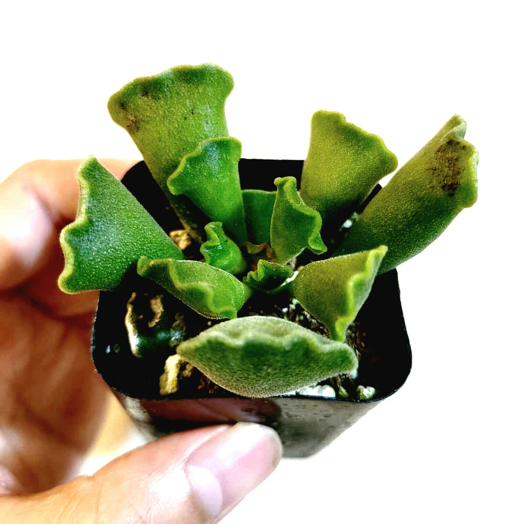 Adromischus cristatus - Crinkle Leaf Plant - Succulents Depot