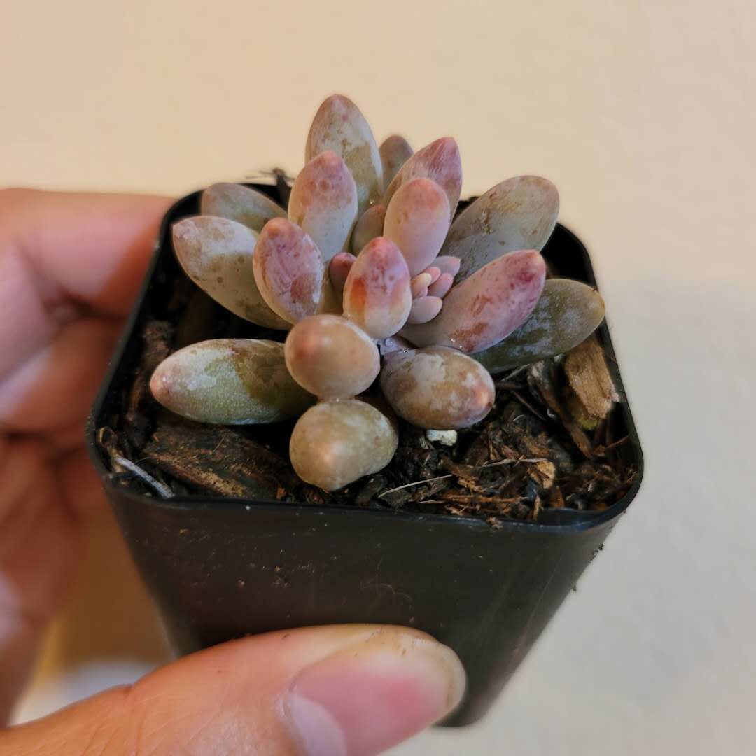 guangzhou succulent Pachyphytum 'Machucae' Baby Fingers -