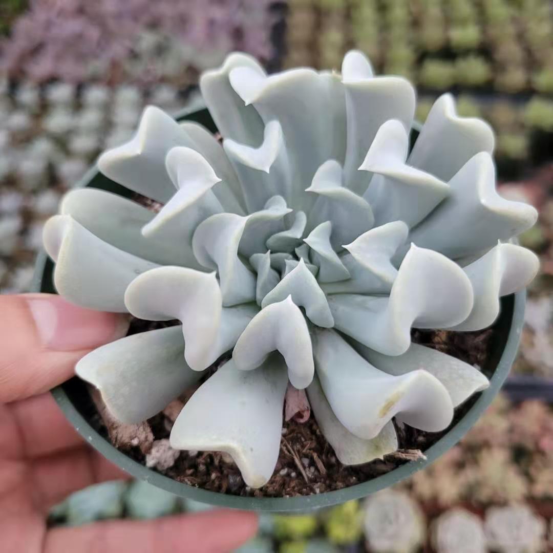 topsy turvy succulent bloom Echeveria runyonii 'Topsy Turvy'