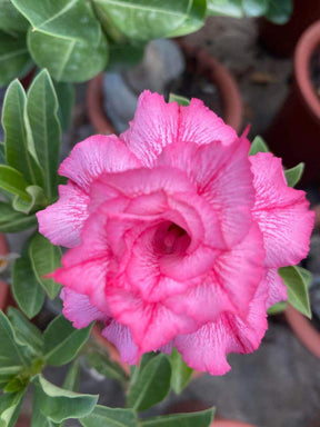 Adenium obesum AKA Desert Rose