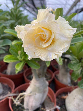 Adenium obesum AKA Desert Rose