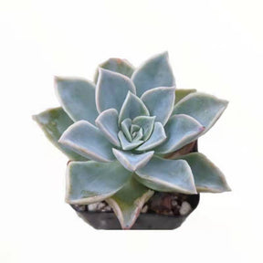 Echeveria Harry Waston