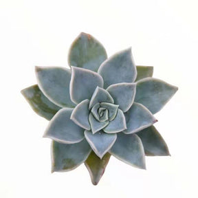 Echeveria Harry Waston