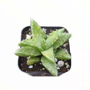 Faucaria tigrina Variegata Tiger Jaws