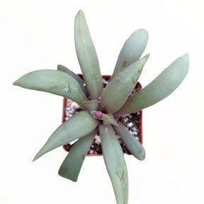 orbicularis succulent Crassula orbicularis var. rosularis