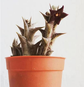 Caralluma hesperidum succulent with star-shaped blossom.