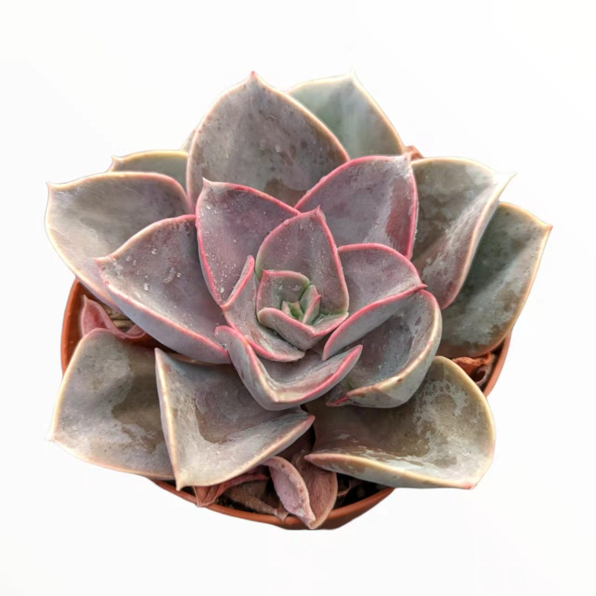 Echeveria 'Red sky'