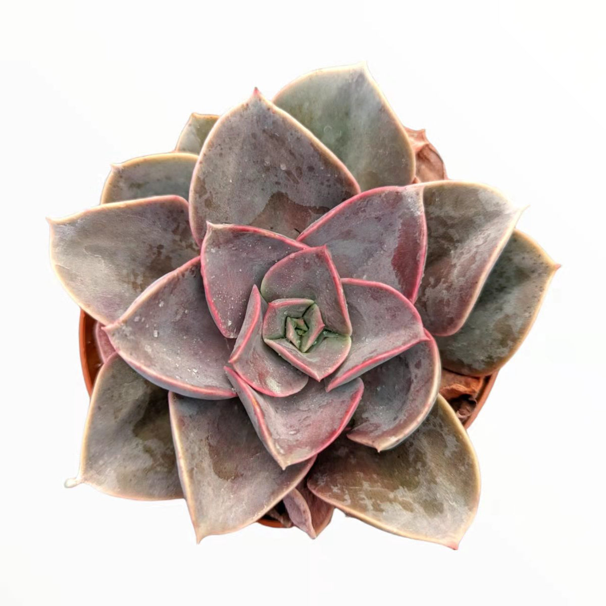 Echeveria 'Red sky'