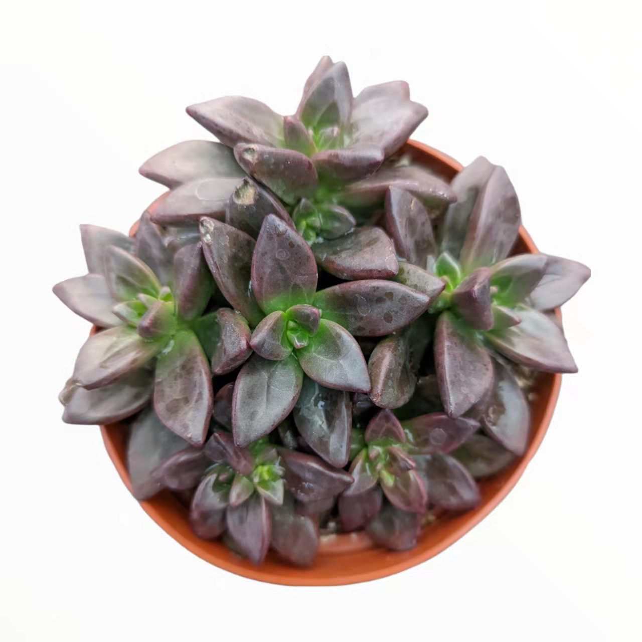 sedeveria sorrento succulent care Sedeveria 'Sorrento' -