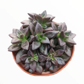 dst potted succulent Sedeveria 'Sorrento'