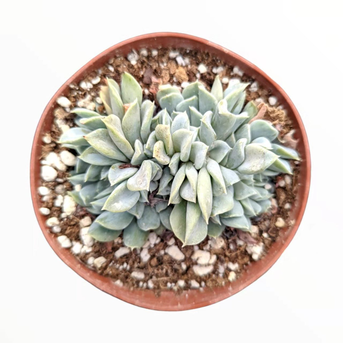 Echeveria runyonii 'Topsy Turvy' Crest