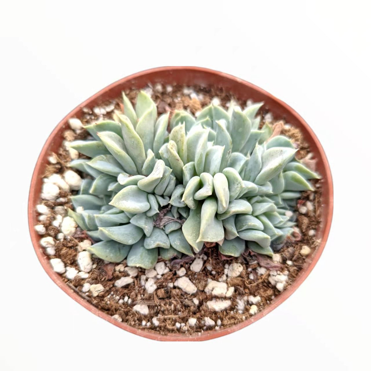 topsy turvy succulent plant Echeveria runyonii 'Topsy Turvy' Crest