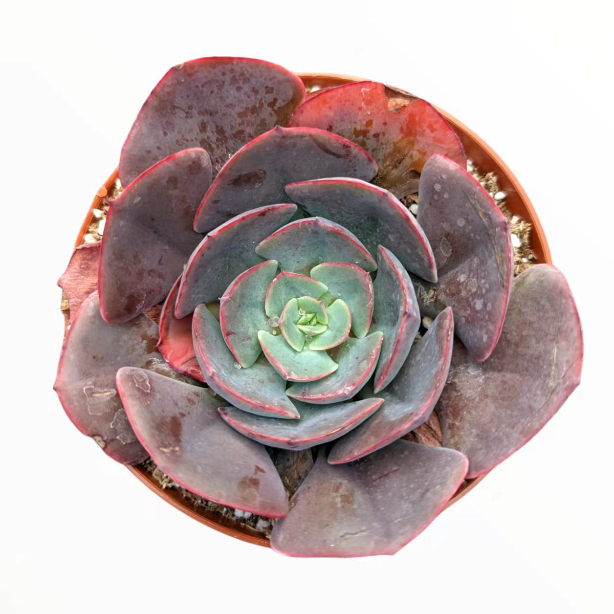 Echeveria imbricata Hybrid