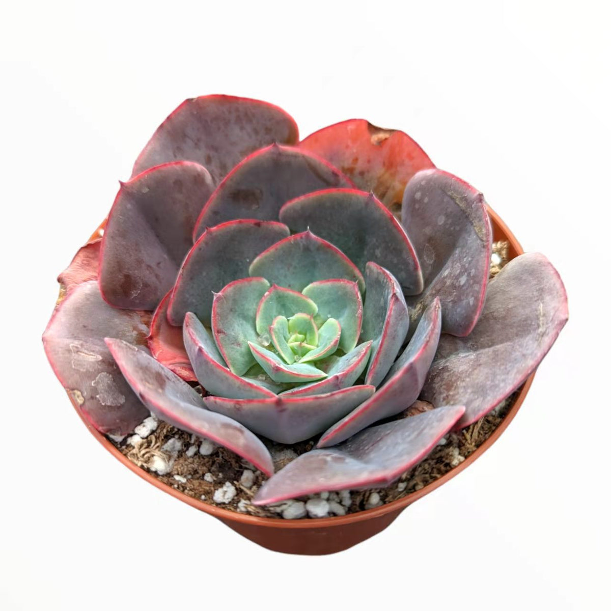 Echeveria imbricata Hybrid