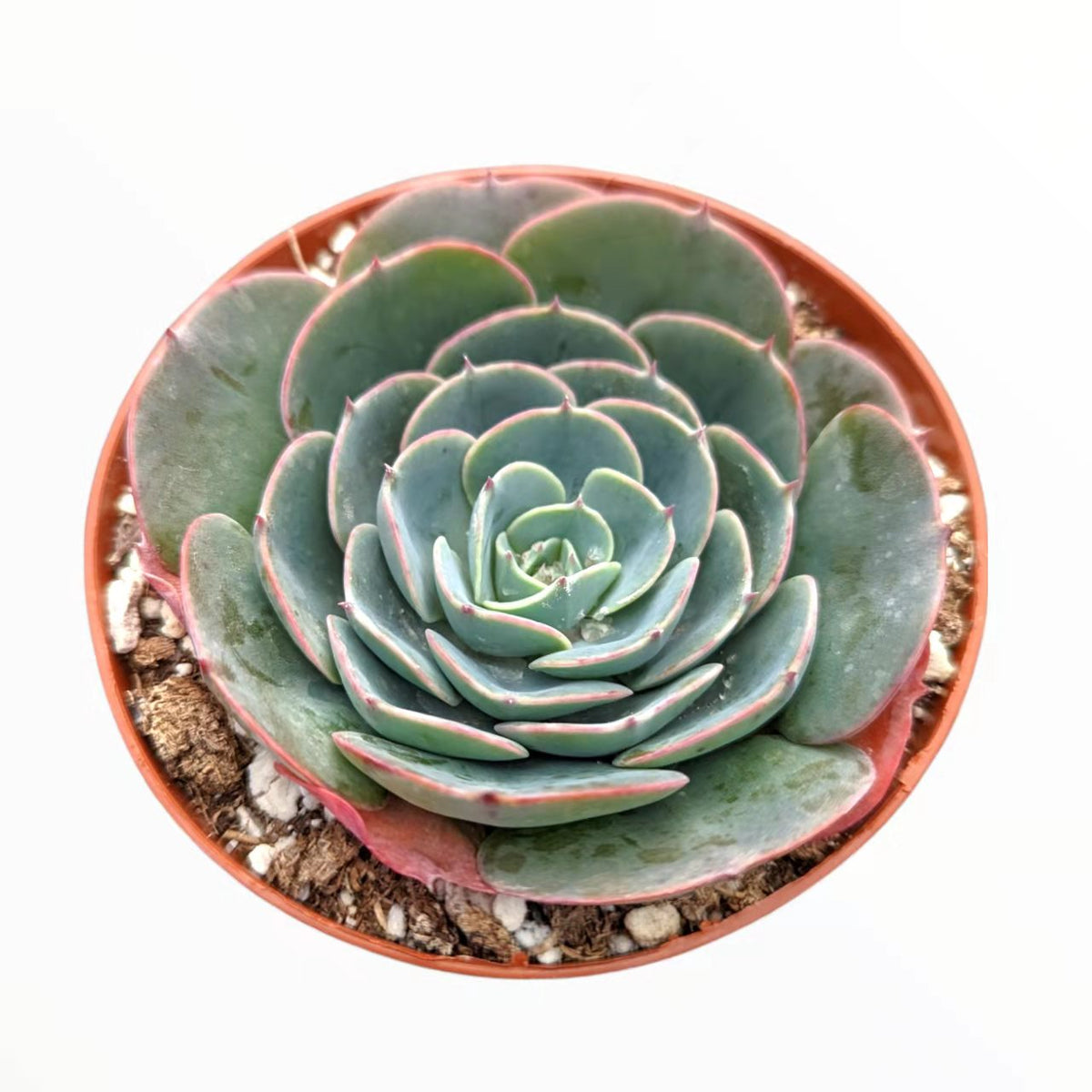 Echeveria imbricata Hybrid