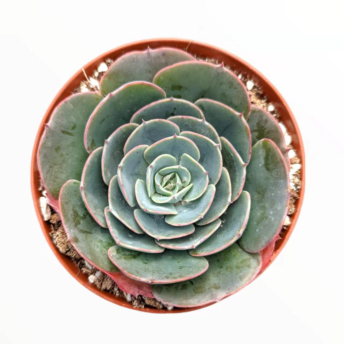 Echeveria imbricata Hybrid